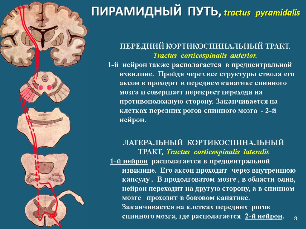 ПИРАМИДНЫЙ ПУТЬ, tractus pyramidalis 8 ЛАТЕРАЛЬНЫЙ КОРТИКОСПИНАЛЬНЫЙ ТРАКТ, Tractus corticospinalis lateralis 1-й нейрон располагается